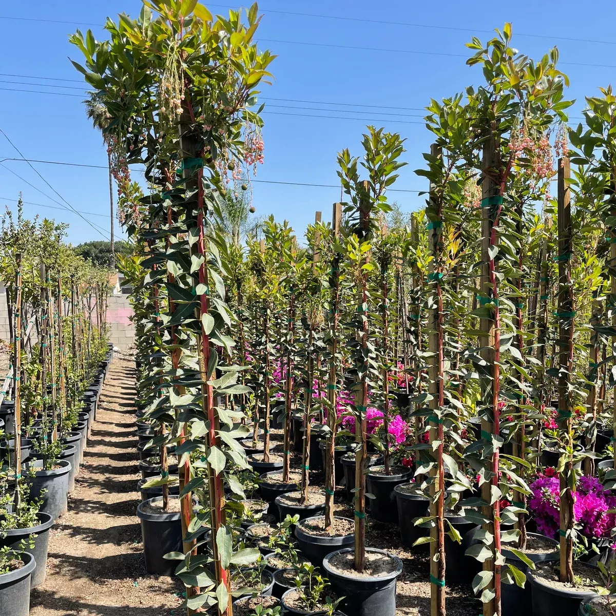Marina Strawberry Tree Standard