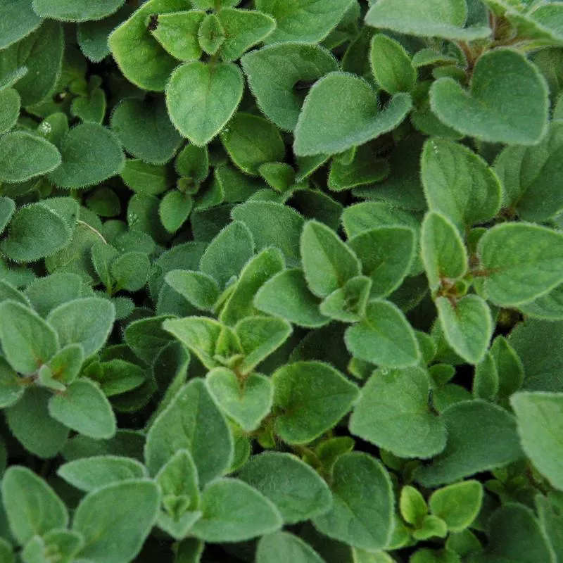Marjoram 'Sweet'