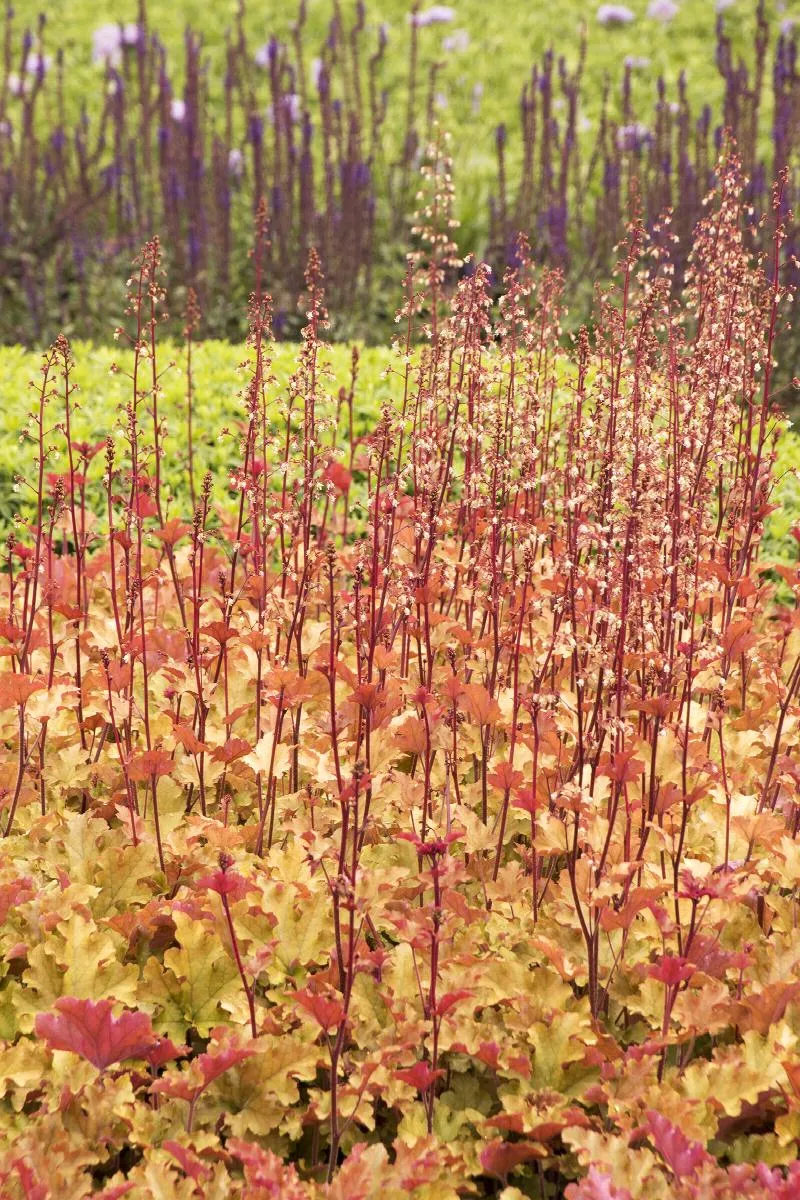 Marmalade Heuchera