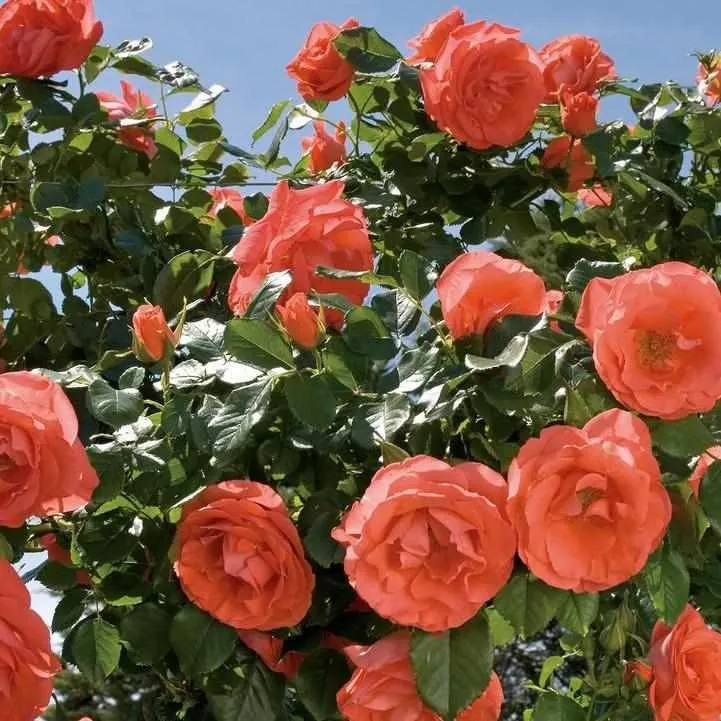Marmalade Skies Rose