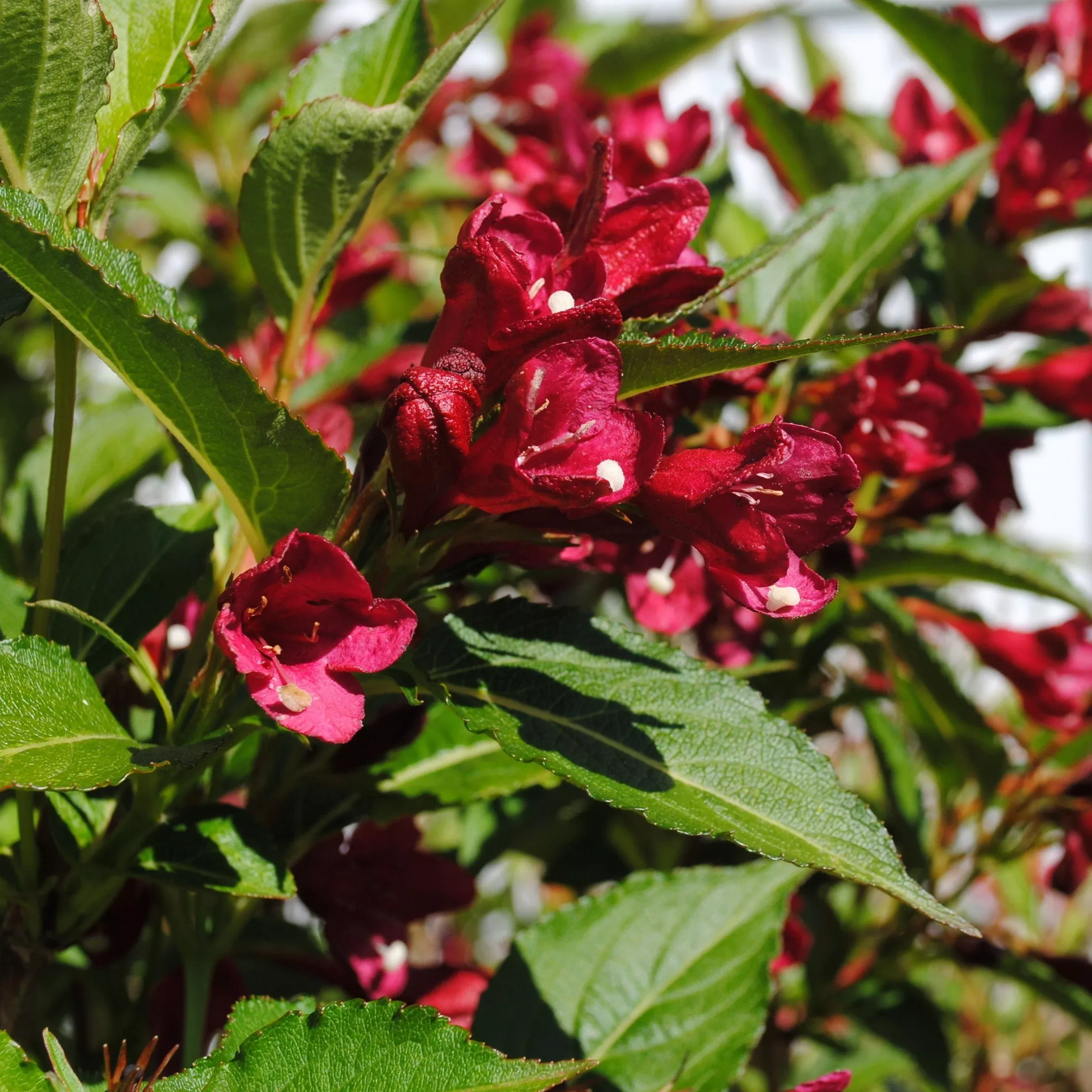 Maroon Swoon Weigela