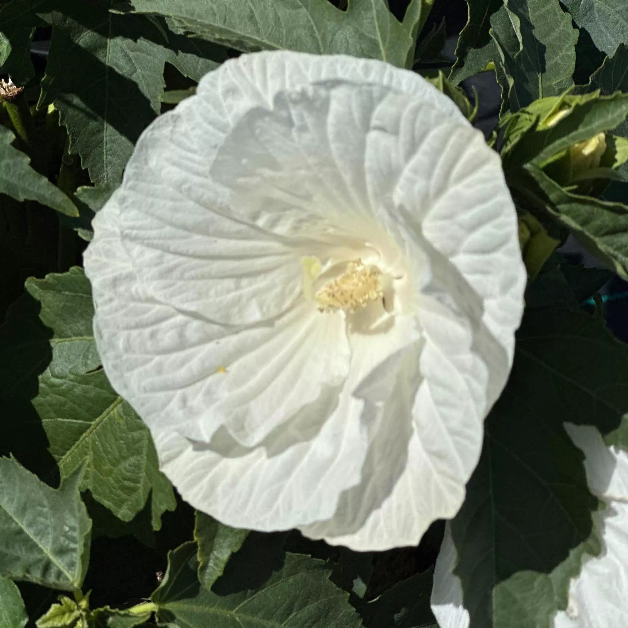 Marshmallow Moon Rose Mallow