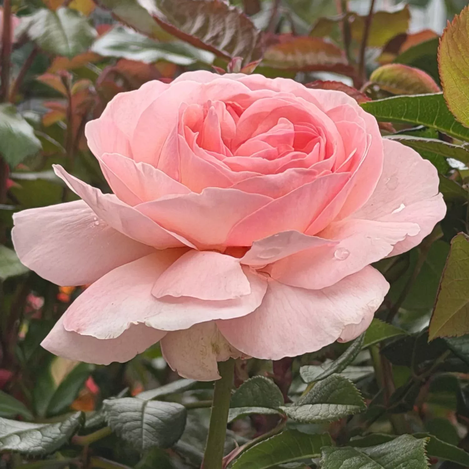 Martha Stewart™ Hybrid Tea Rose