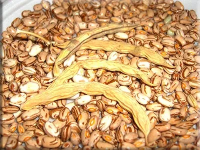 Mary Ison's Little Brown Bunch Bean