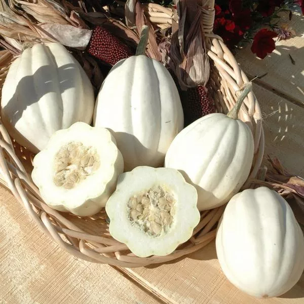 Mashed Potatoes Squash - 4" pot