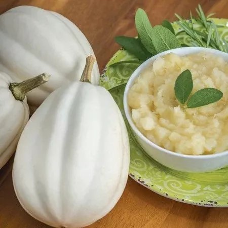 Mashed Potatoes Squash Seeds, Winter Squash, Curcubita Pepo CB0410
