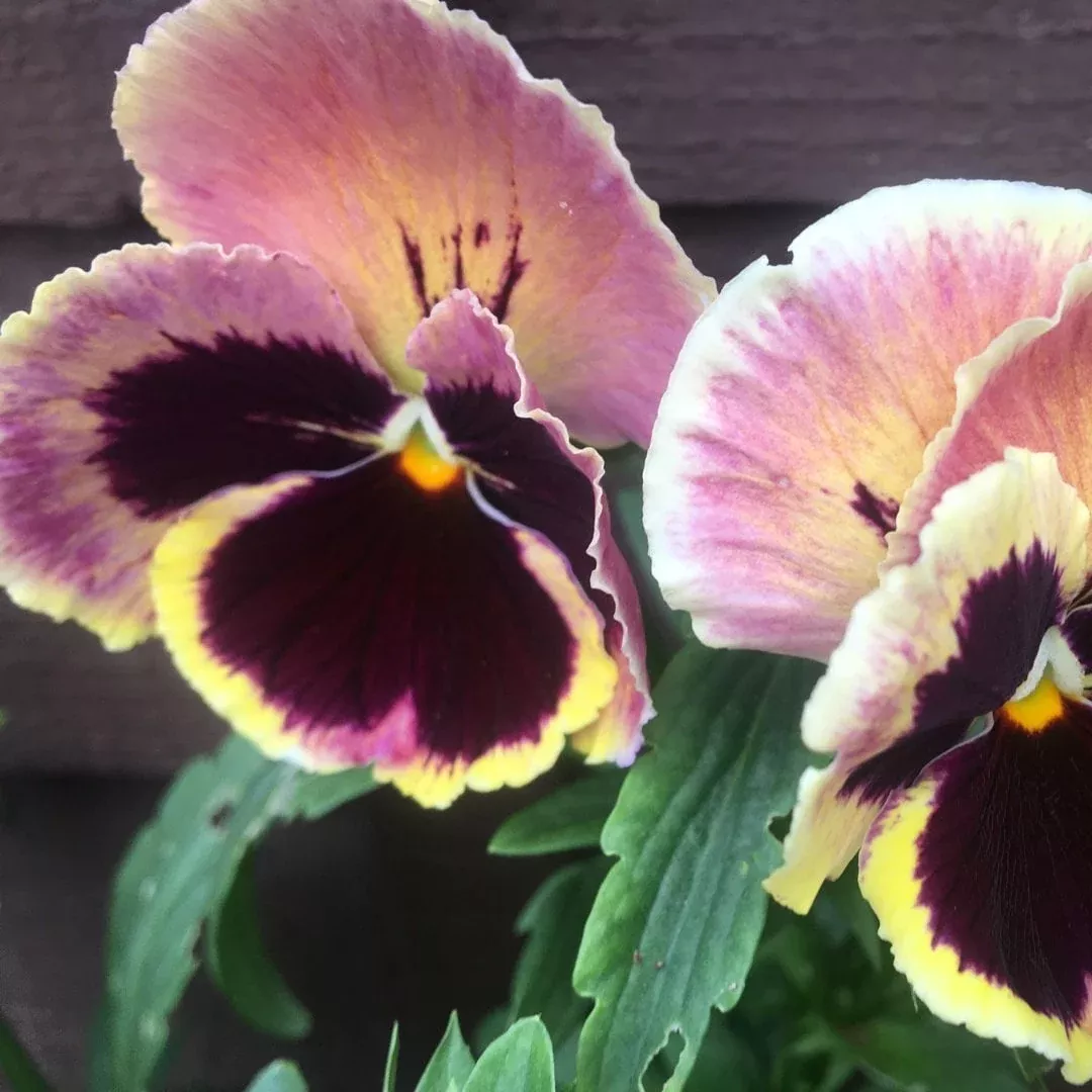 Matrix Sunrise Pansy Seeds, Viola wittrockiana VL0625