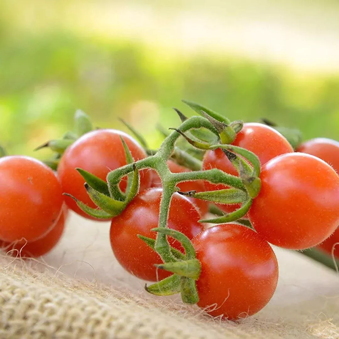 Matt’s Wild Cherry Tomato Seeds Heirloom (Solanum lycopersicum) – 10+ seeds, Sweet, Prolific Cherry Tomatoes