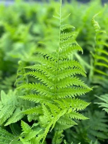 Matteuccia struthiopteris 'Ostrich Fern' / Ostrich Fern