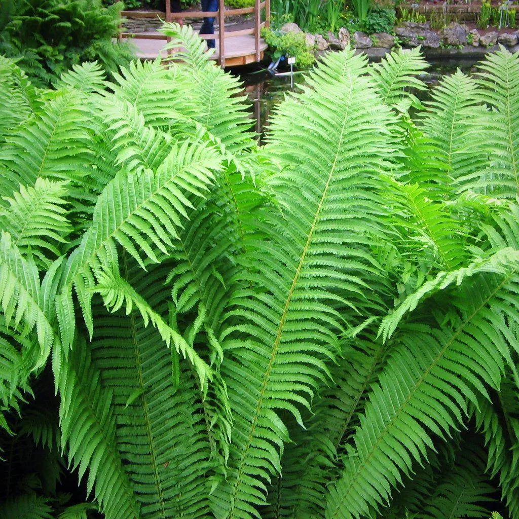 Matteuccia struthiopteris - Ostrich Fern