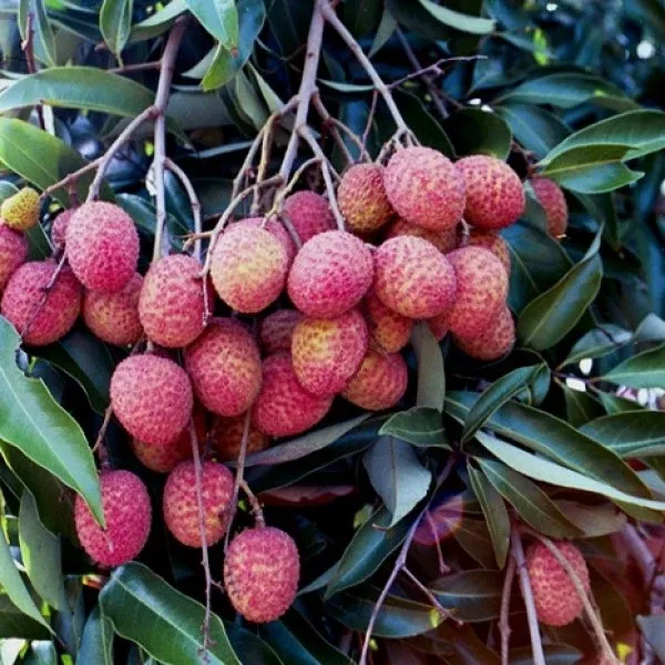 Mauritius Lychee