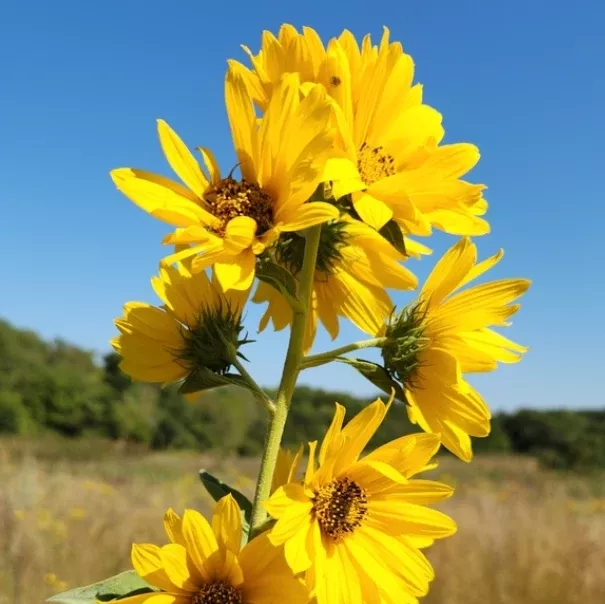 Maximilian Sunflower Seeds