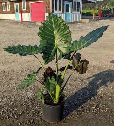 Mayan Mask Elephant Ear - 3 Gallon