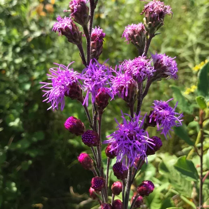 Meadow Blazingstar Seeds