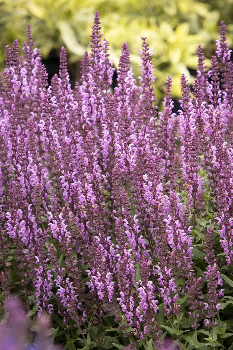 Meadow Sage
