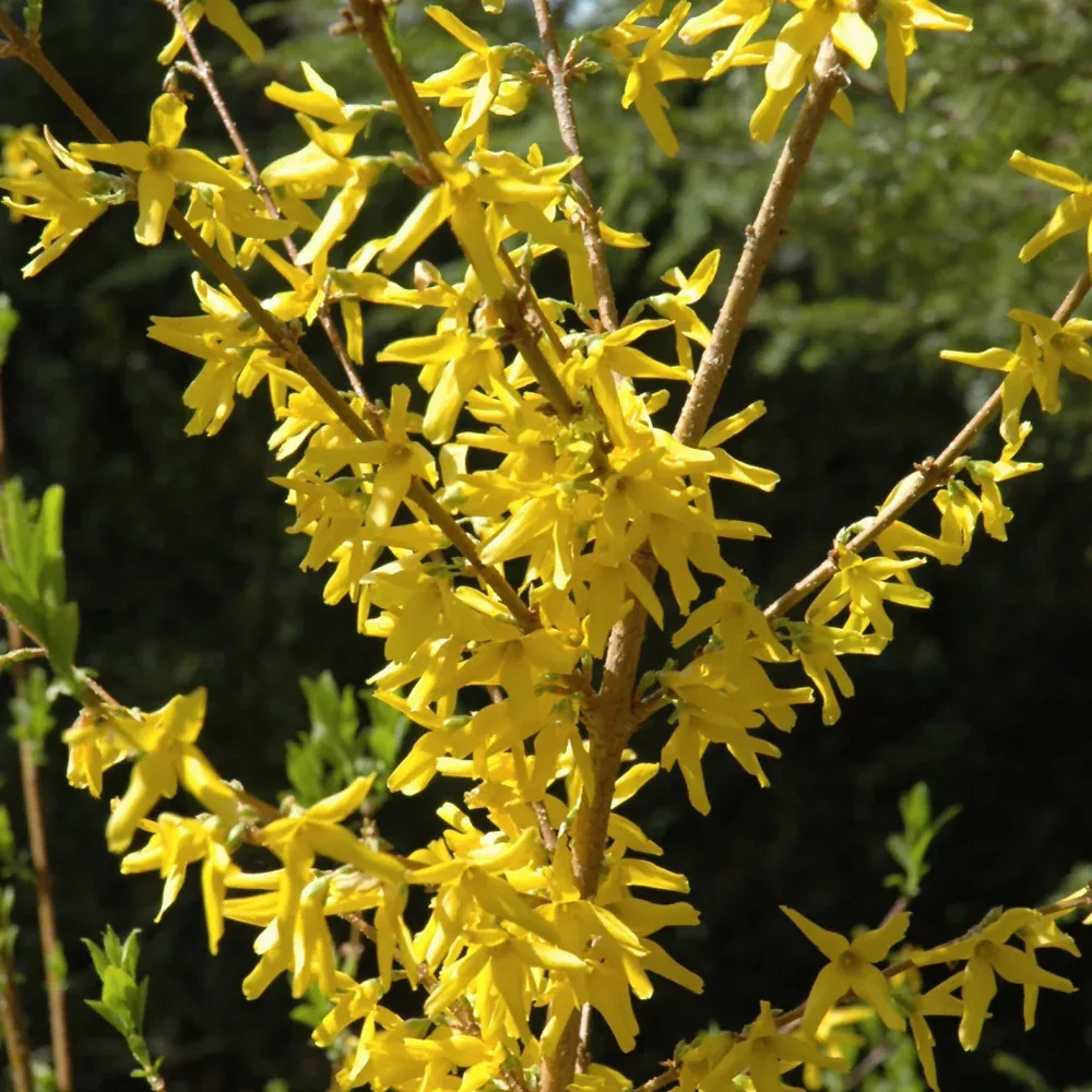 Meadowlark Forsythia