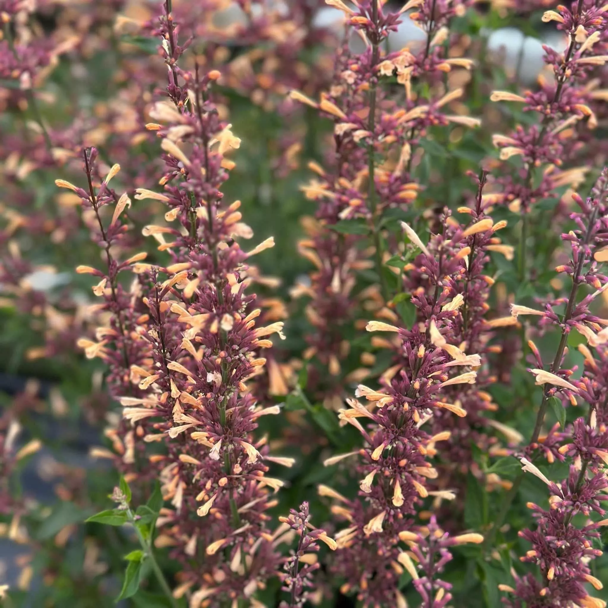 Meant to Bee 'Queen Nectarine' Anise Hyssop