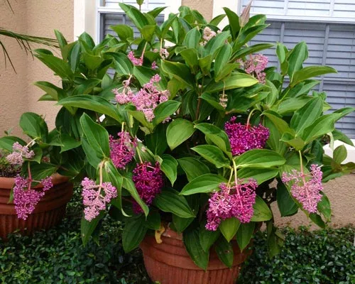Medinilla Myriantha