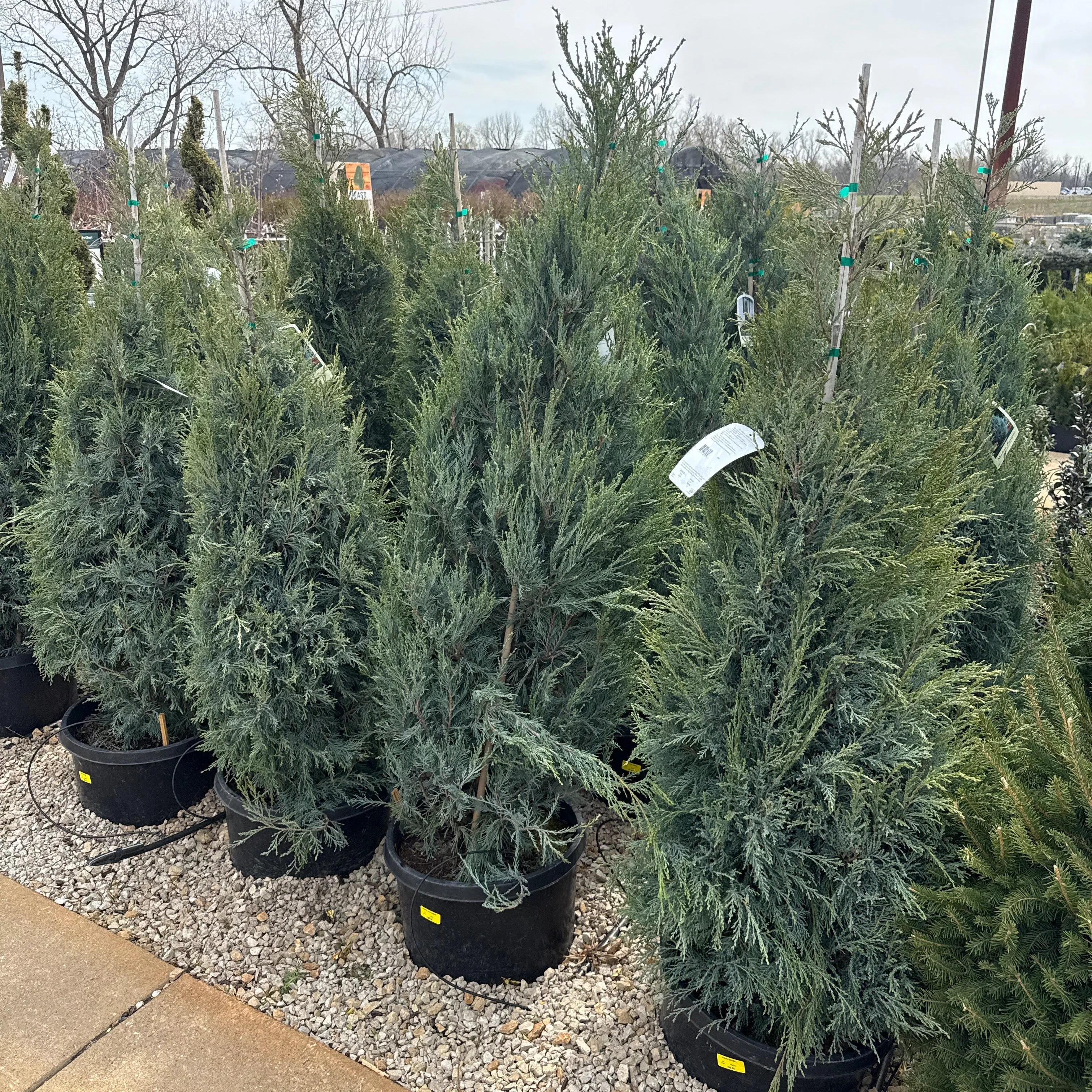Medora Juniper - Juniperus scopulorum - 10 Gallon Potted Tree