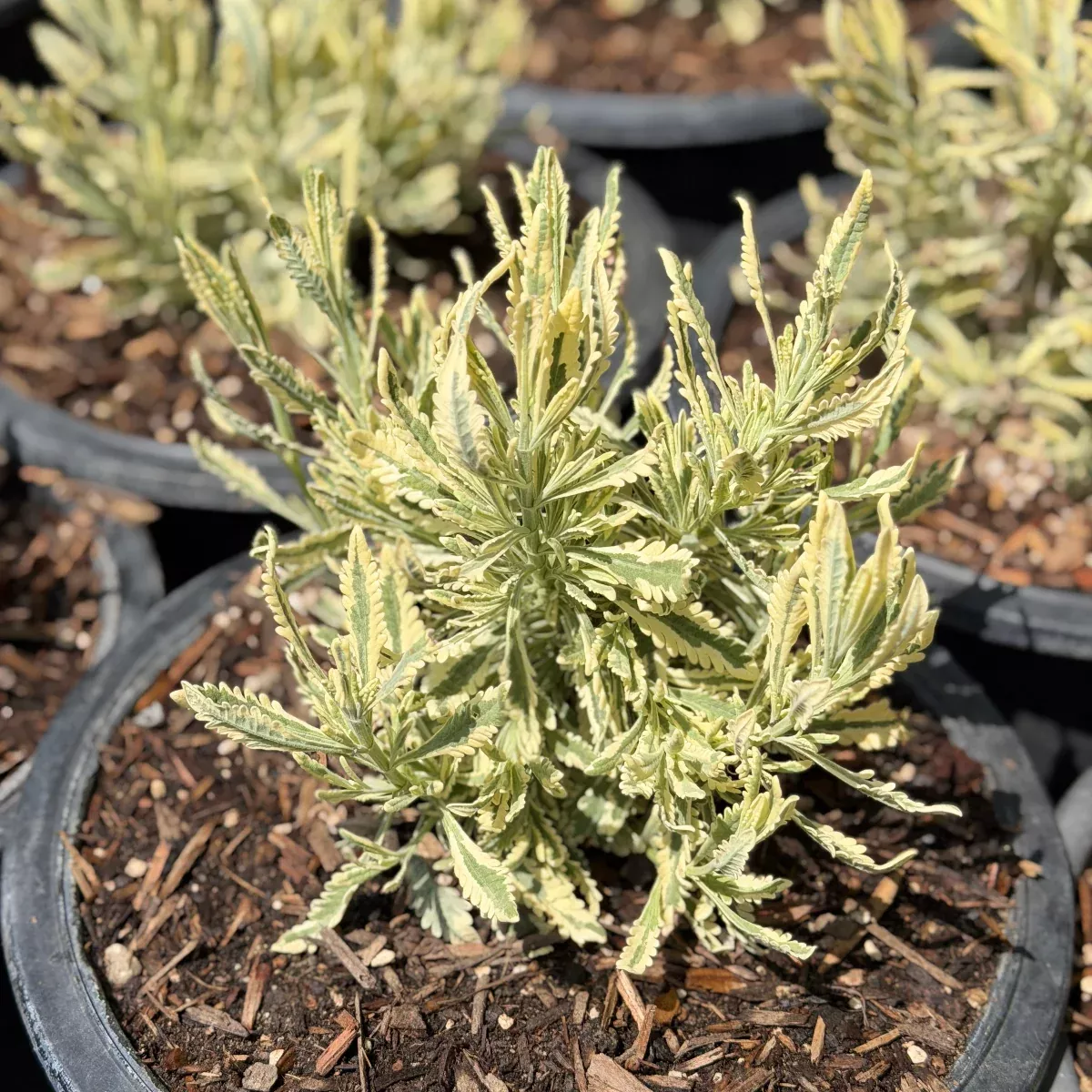 Meerlo Variegated Lavender
