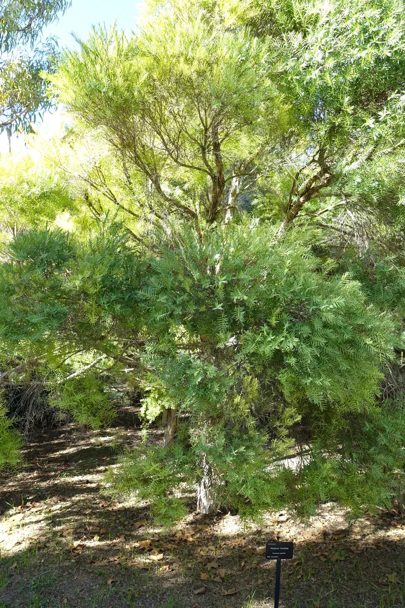 Melaleuca linariifolia Seeds - Snow in Summer