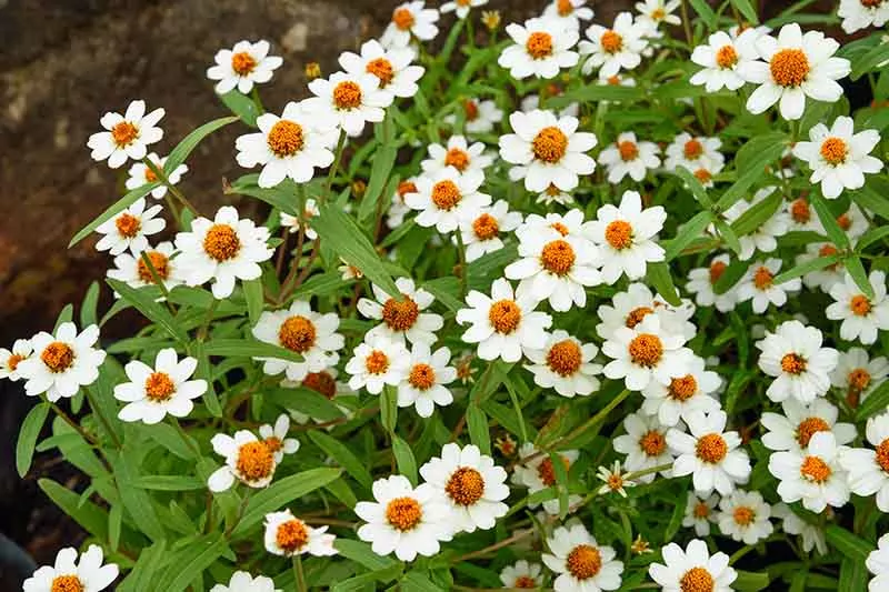 Melampodium, Blackfoot Daisy