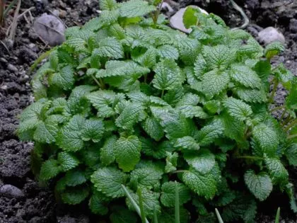 Melissa Officinalis (Lemon Balm) Seeds