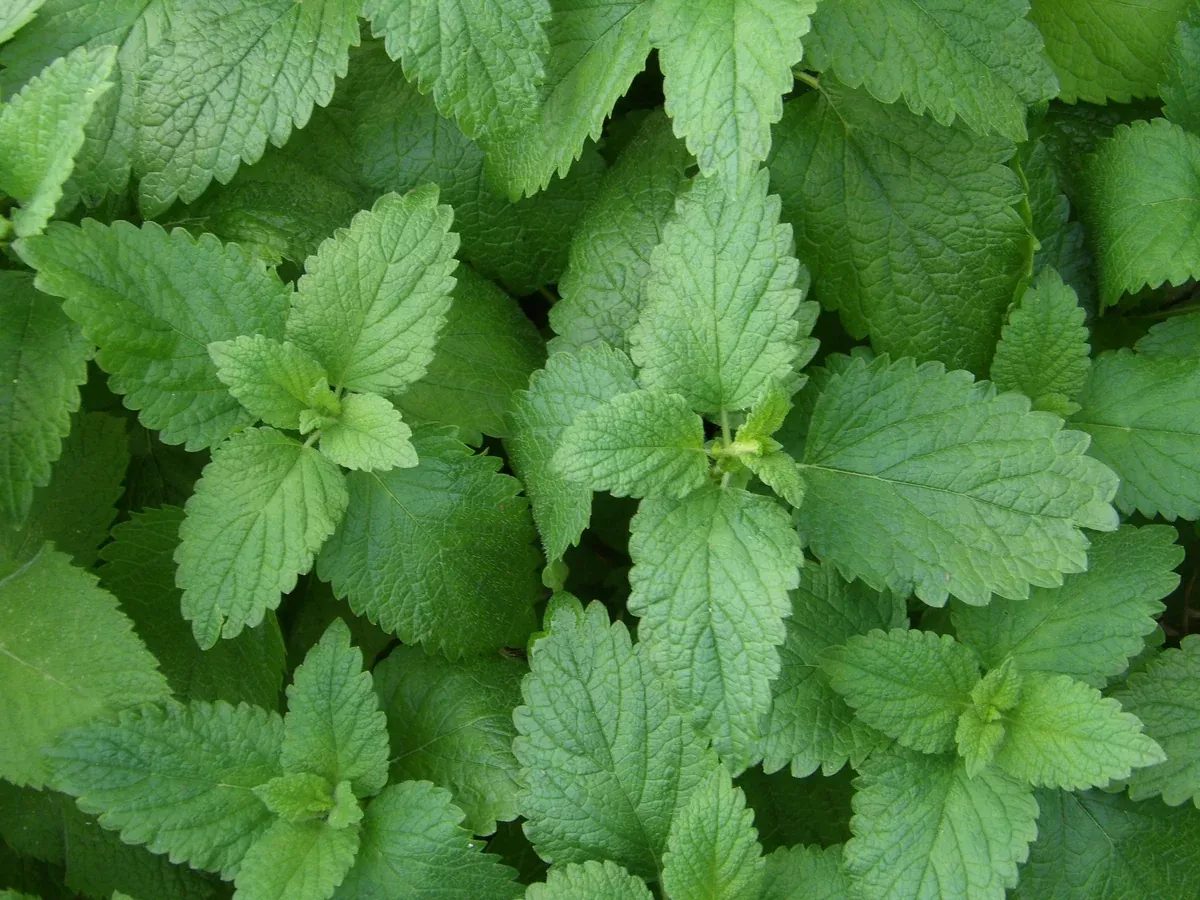 Melissa officinalis Seeds - Lemon Balm