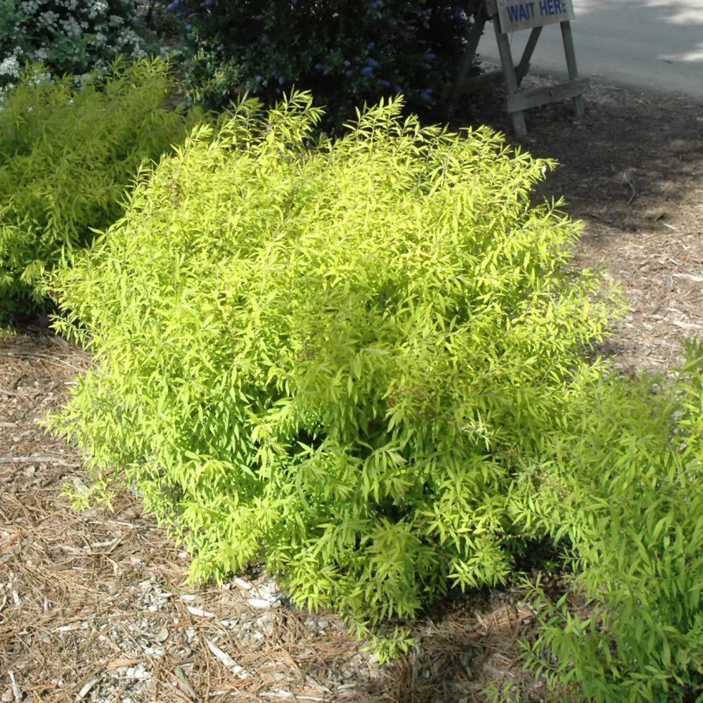 Mellow Yellow Spirea