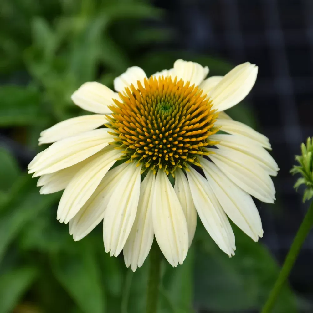 Mellow Yellows Coneflower