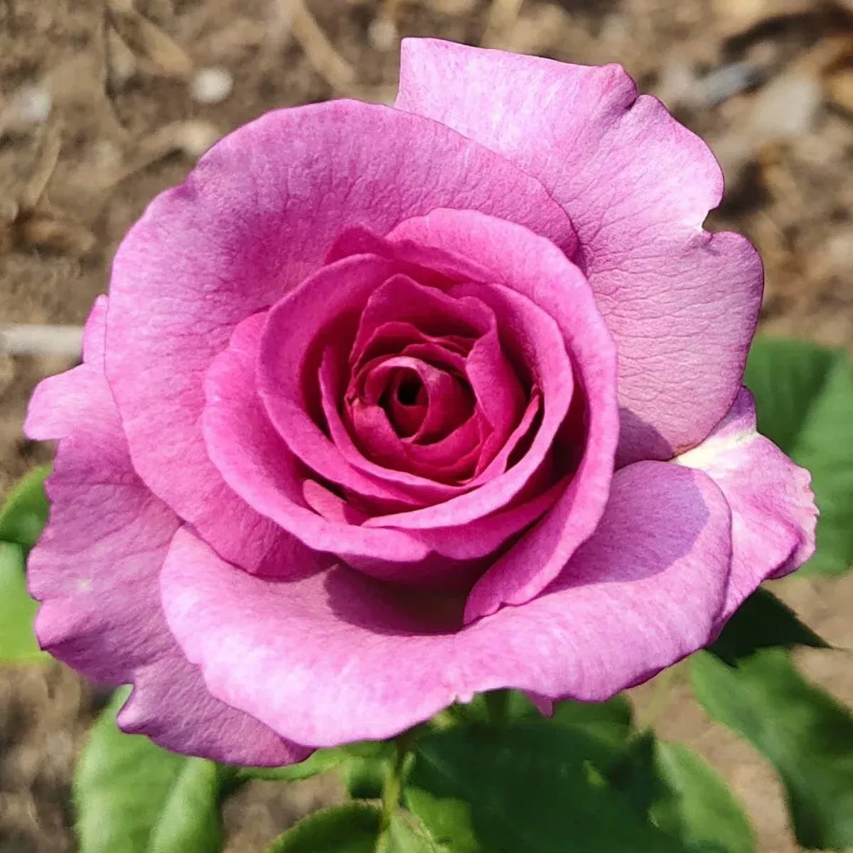 Melody Perfume Rose
