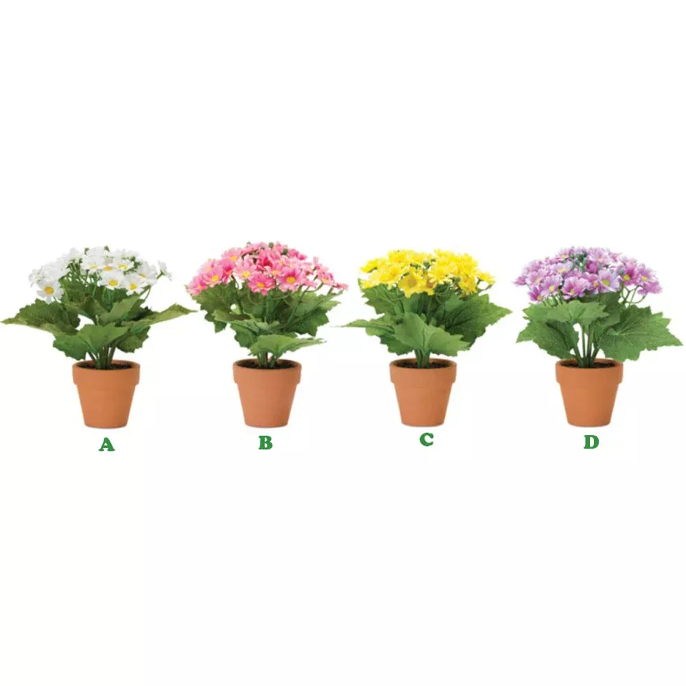 Melrose, Cosmos Bush Potted, 8.5", Assorted and Sold Individually