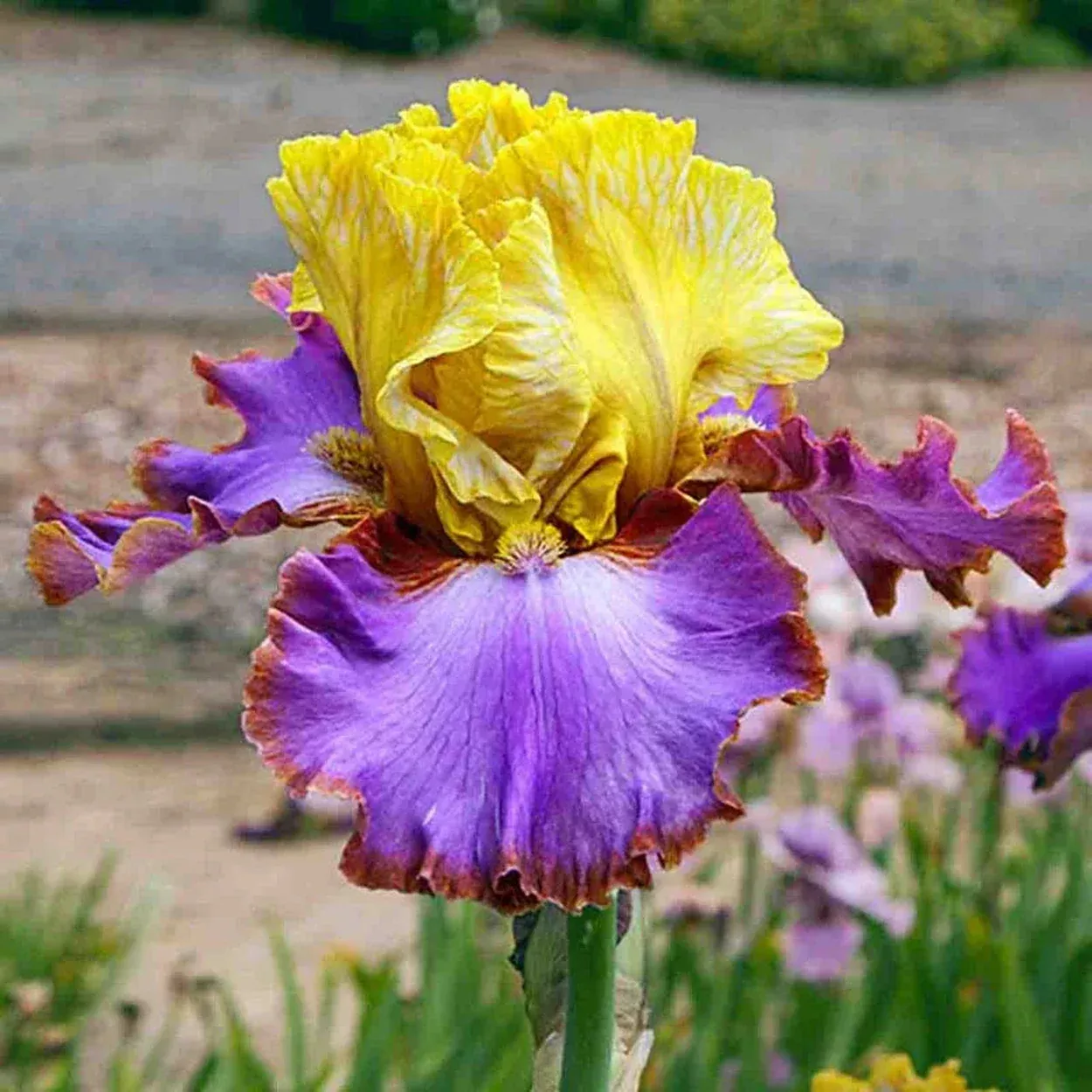 Men are from Mars Bearded Iris