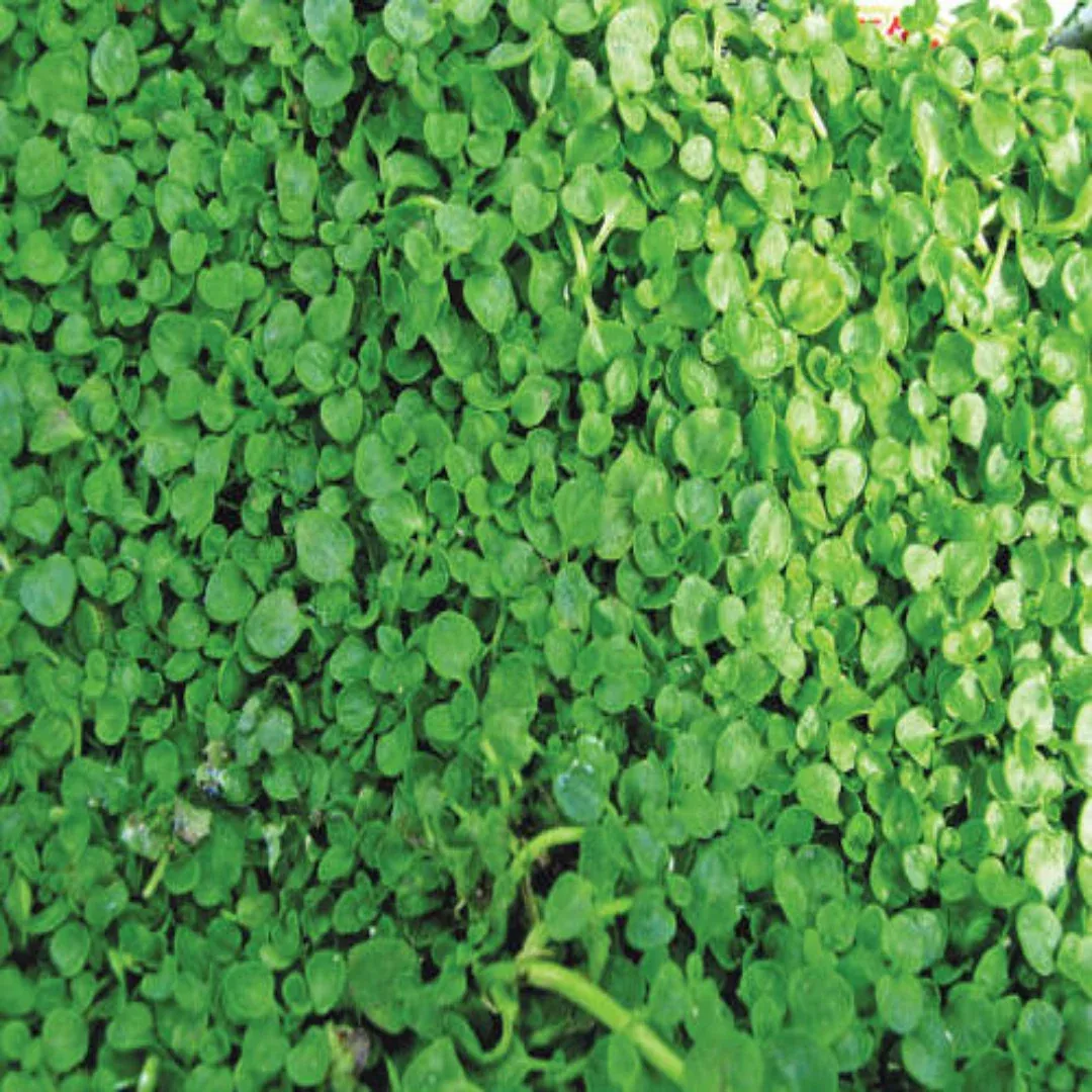 Mentha Requienii Corsican Mint Round 10 count flat of 4.5" pots - [EG]
