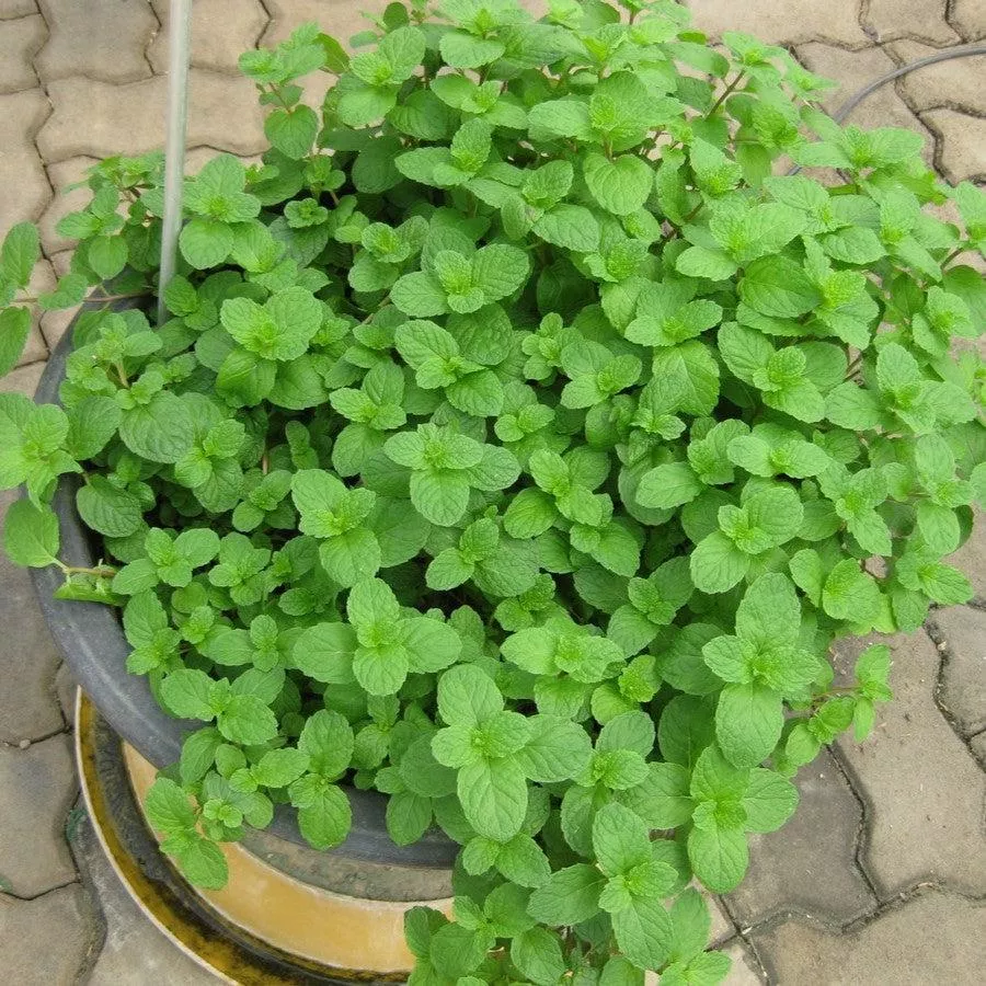 Mentha spicata- Spearmint