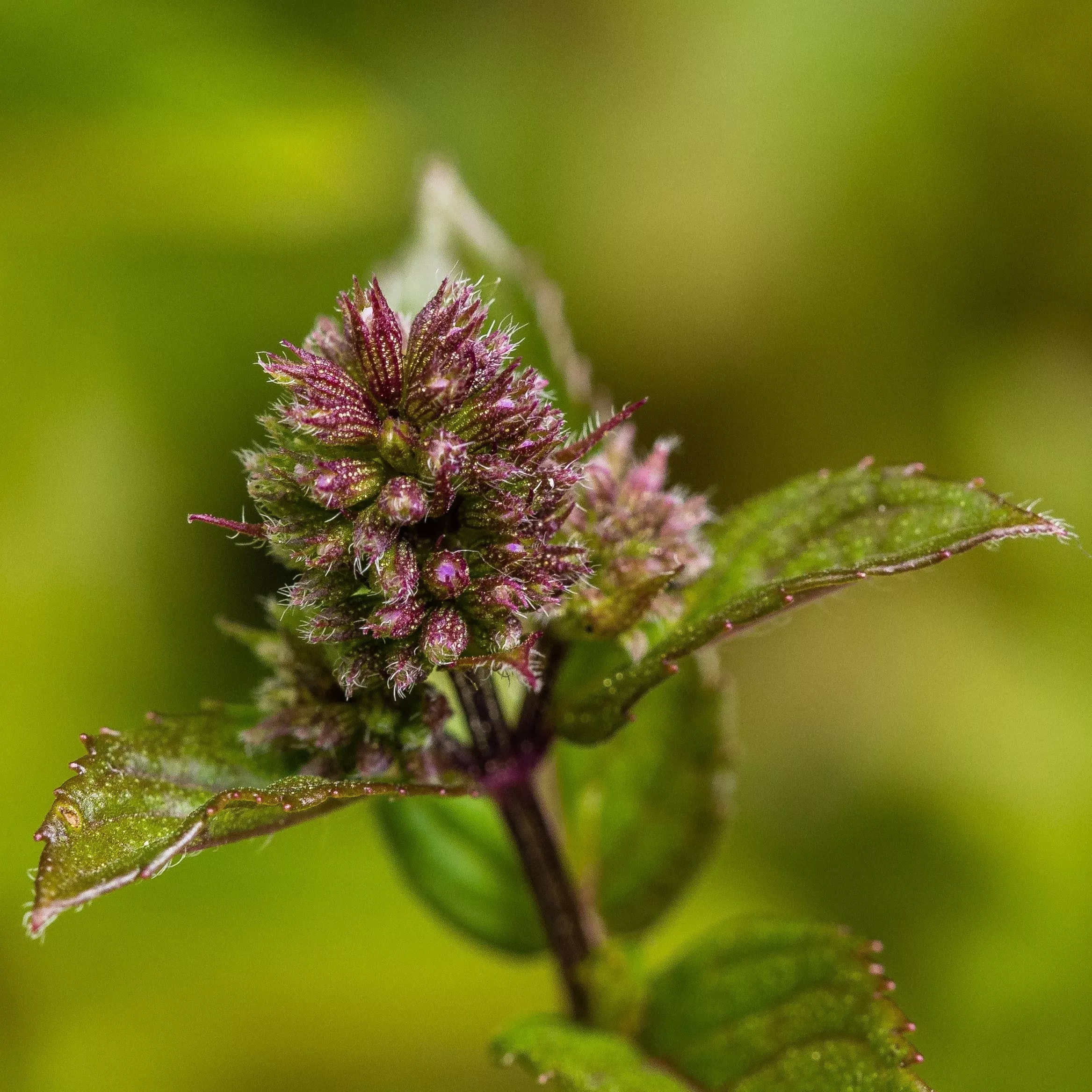 Mentha x piperita 'Chocolate'- Chocolate Mint