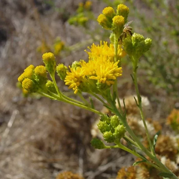 Menzies' Goldenbush