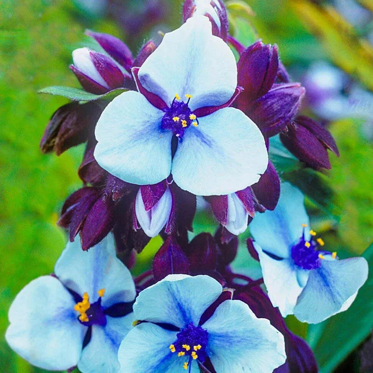 Merlot Clusters Widow's Tears