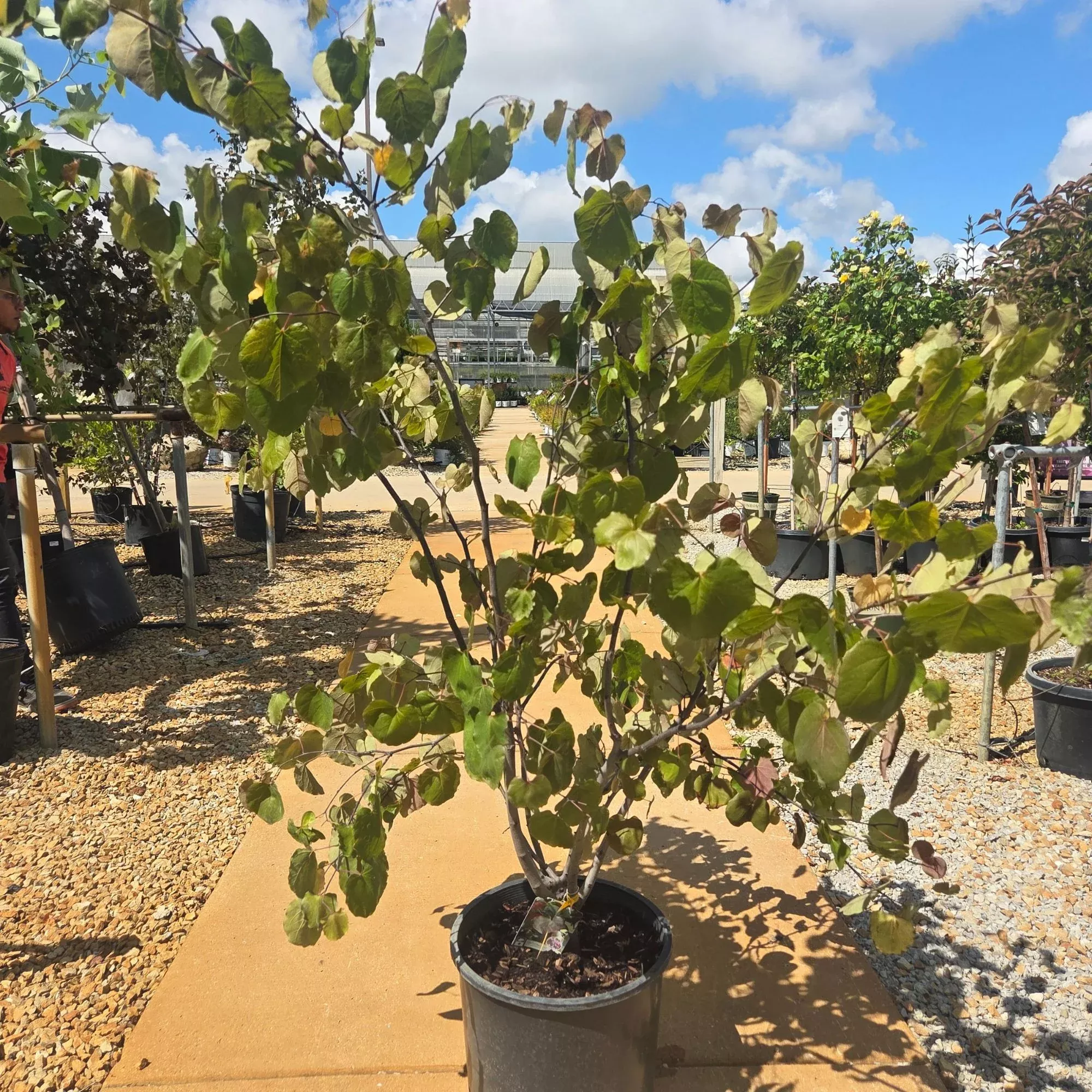 Merlot Redbud -Cercis canadensis - Potted Tree (Multiple Sizes)