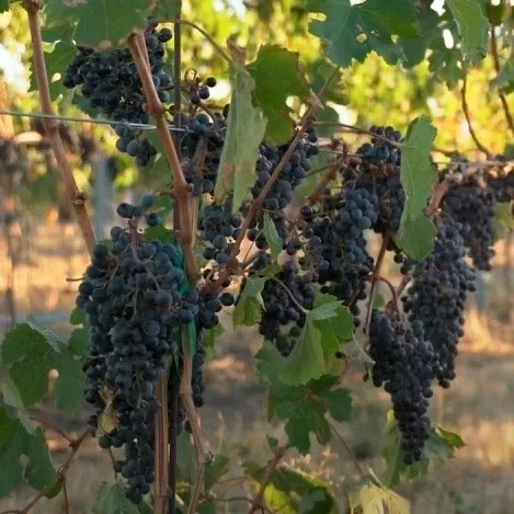 Merlot Wine Grape Vine