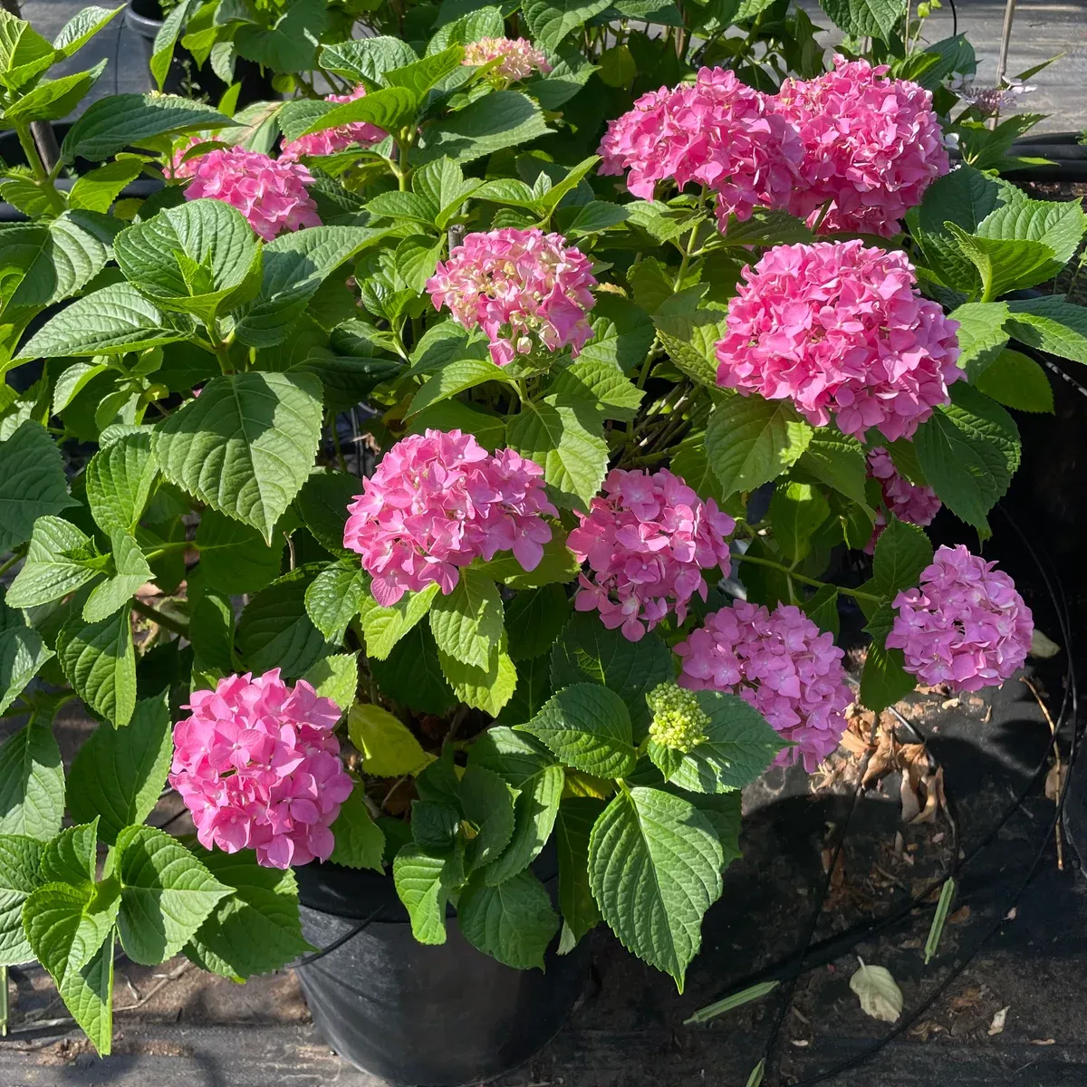 Merritt's Supreme Hydrangea