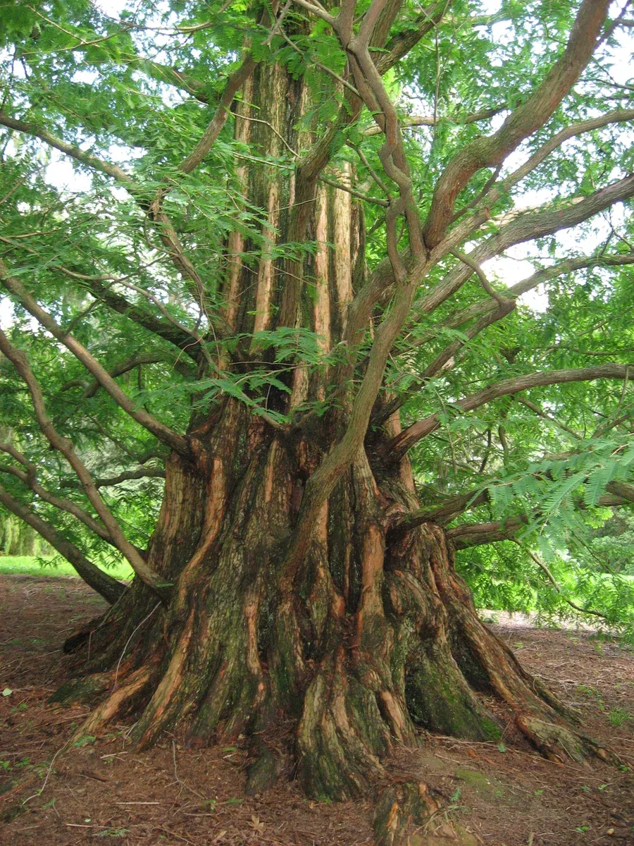 Metasequoia glyptostroboides 500 Seeds - Dawn Redwood