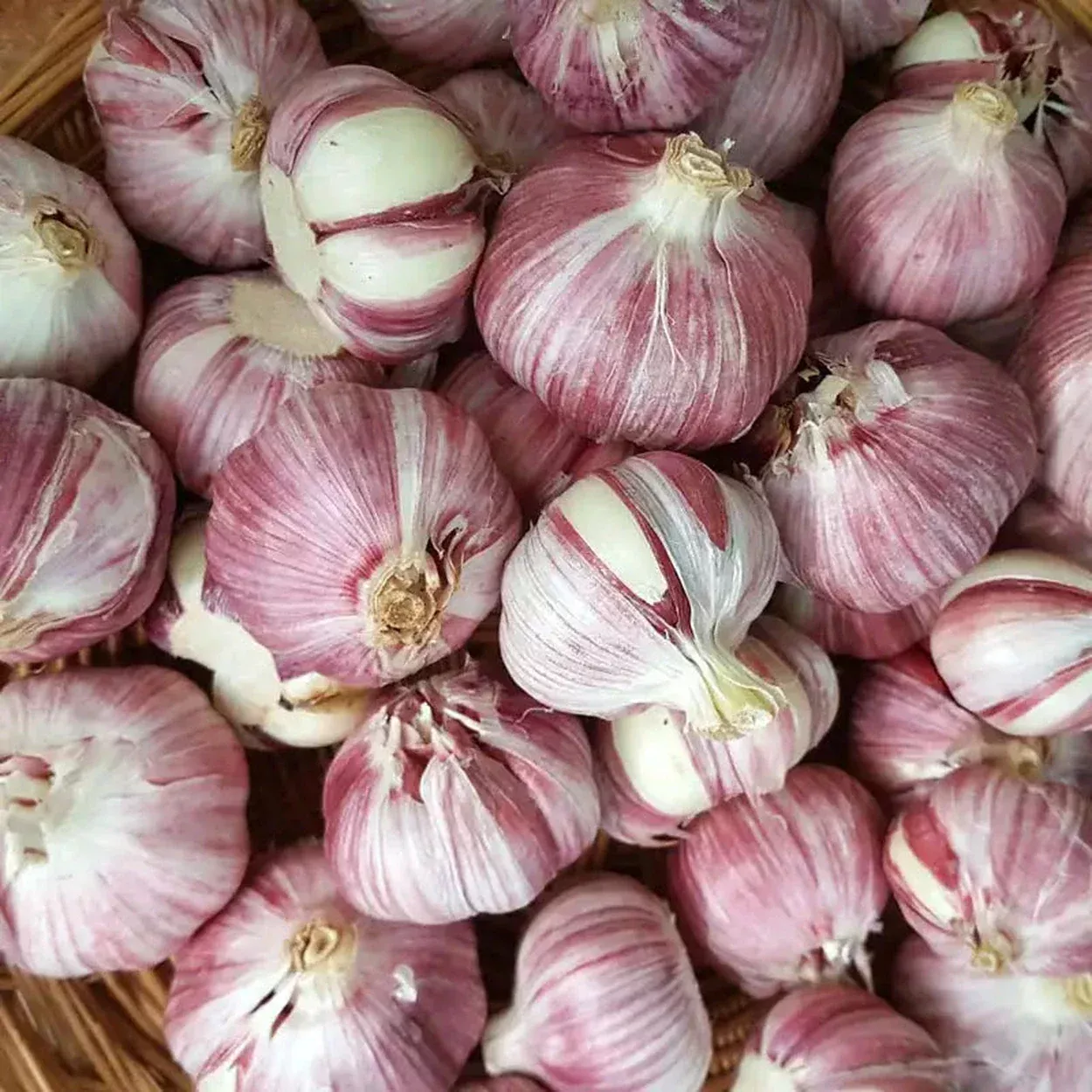 Metechi Hardneck Garlic