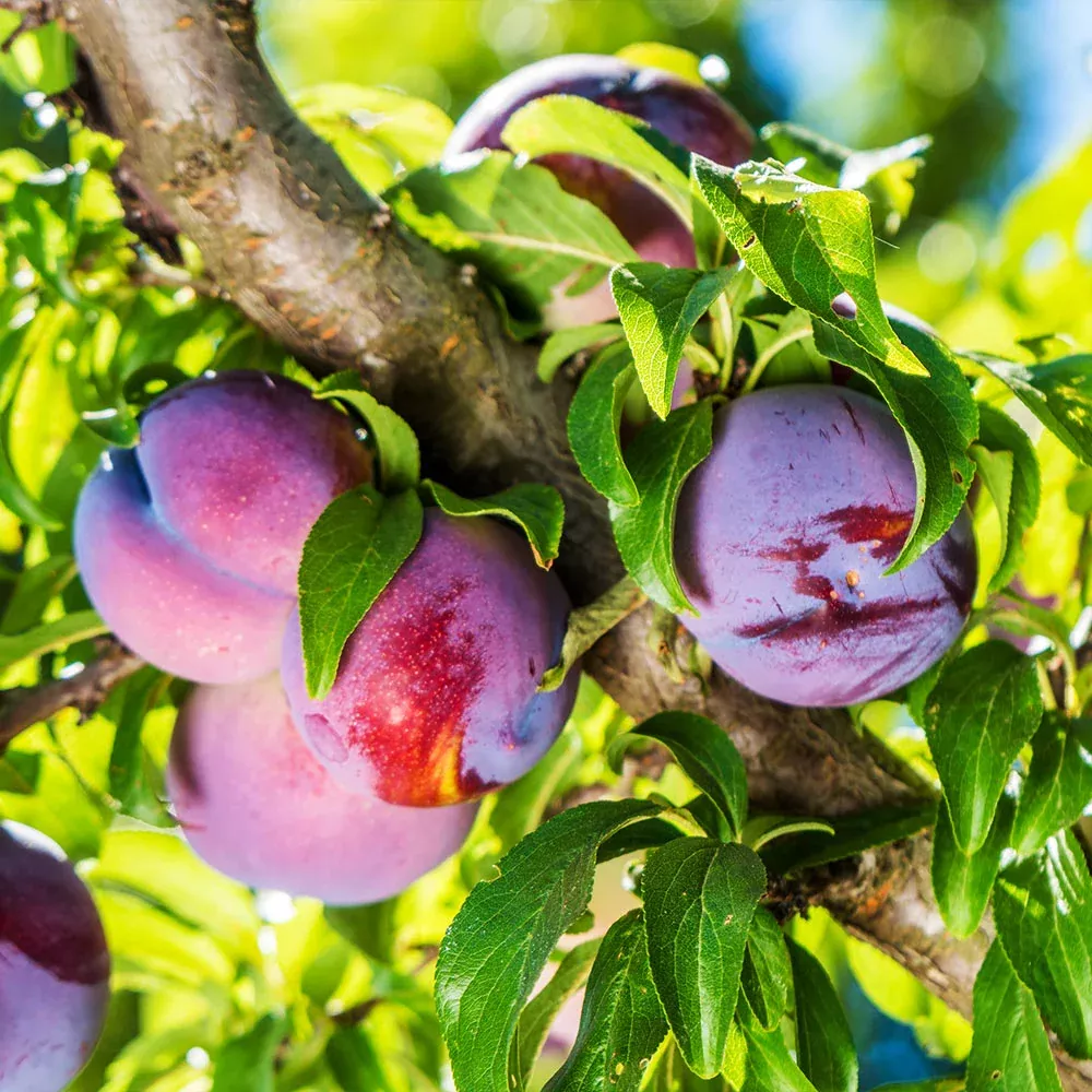 Methley Plum Tree