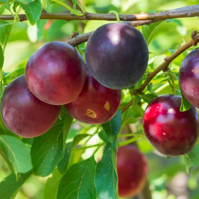 Methley Plum