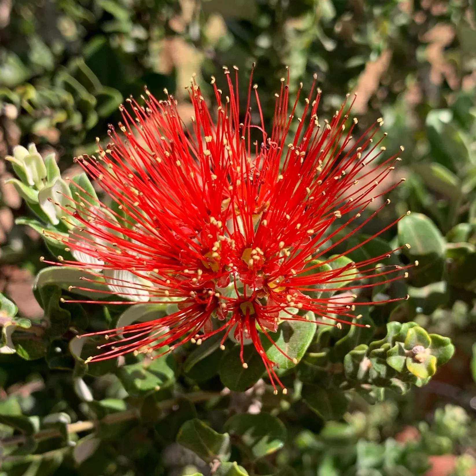 Metrosideros polymorpha 'Ohia'