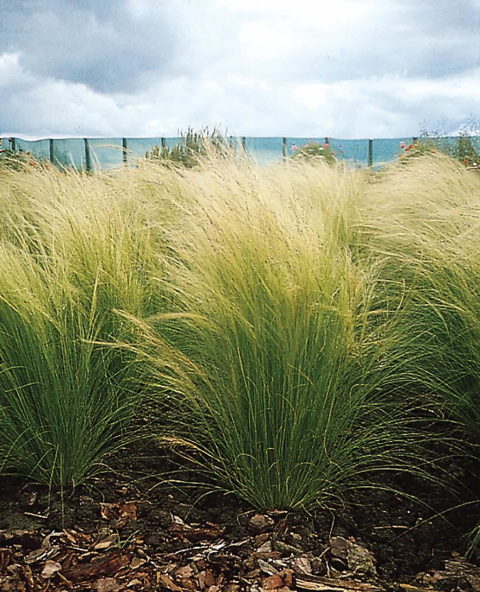 Mexican Feather Grass ColorGrass Pony Tails