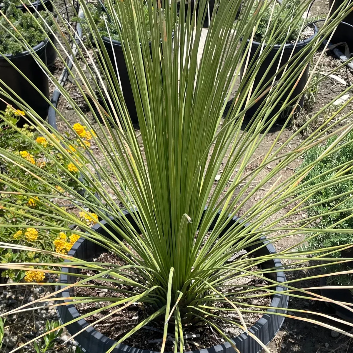 Mexican Grass Tree