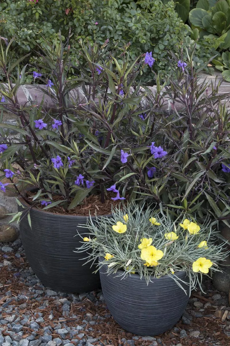 Mexican Hardy Petunia, Ruellia