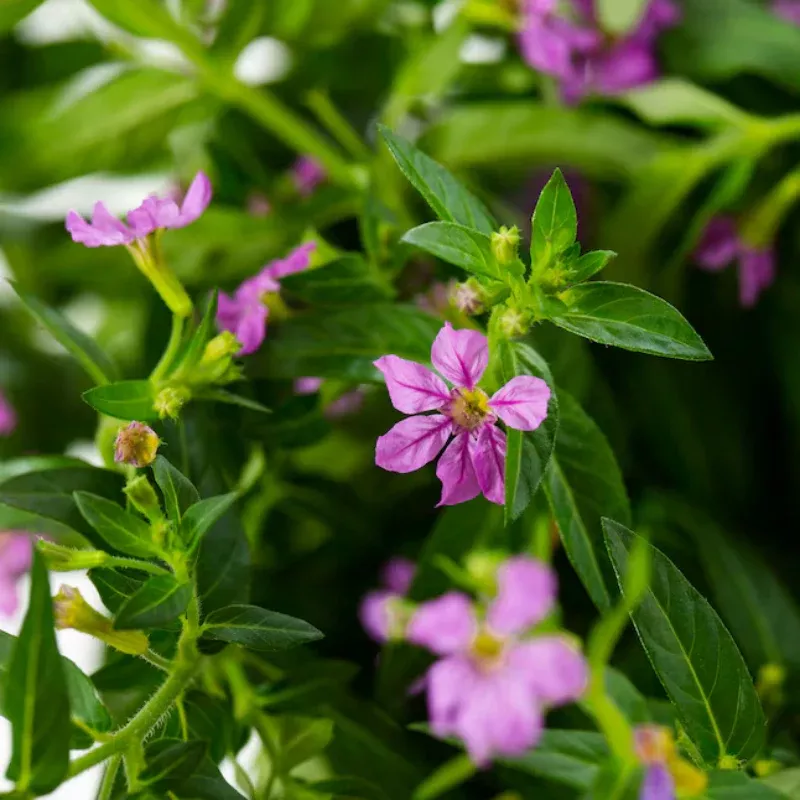 Mexican Heather Wine Plant Plug (Cuphea hyssopifolia 'Wine') – Fine Wine-Colored Flowers for Borders and Groundcover.